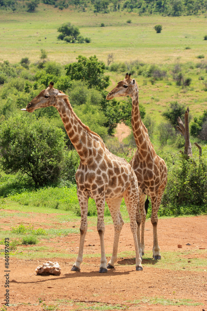 Obraz premium giraffe galagadi Transfrontier Park one of the great parks of South Africa wildlife and hospitality in the Kalahari desert