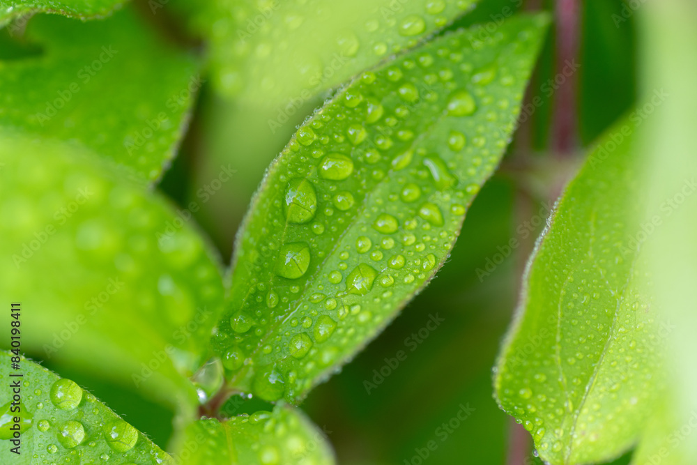 雨に濡れた葉 雨に濡れた葉
