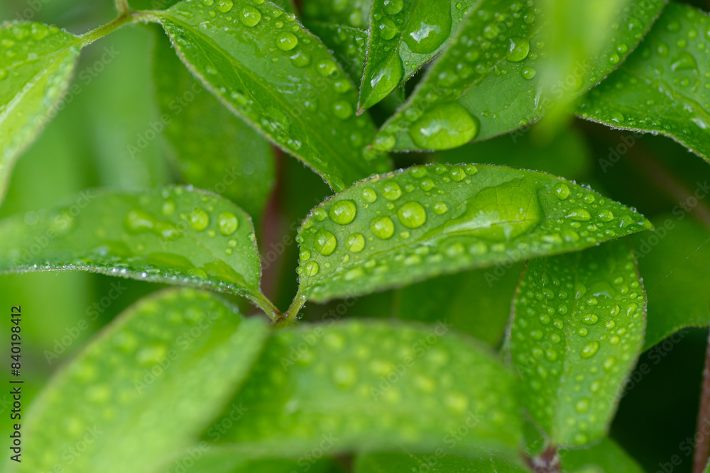 雨に濡れた葉 雨に濡れた葉