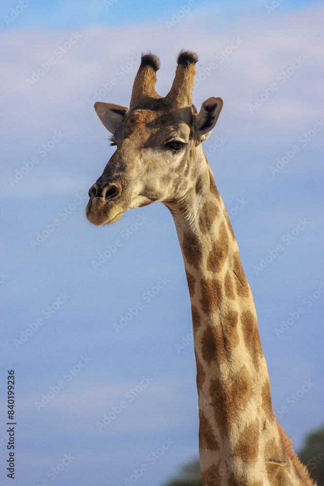 giraffe Kgalagadi Transfrontier Park one of the great parks of South Africa wildlife and hospitality in the Kalahari desert giraffe Kgalagadi Transfrontier Park one of the great parks of South Africa wildlife and hospitality in the Kalahari desert