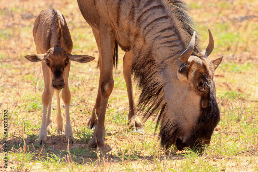 Fototapeta premium Kgalagadi Transfrontier Park one of the great parks of South Africa wildlife and hospitality in the Kalahari desert