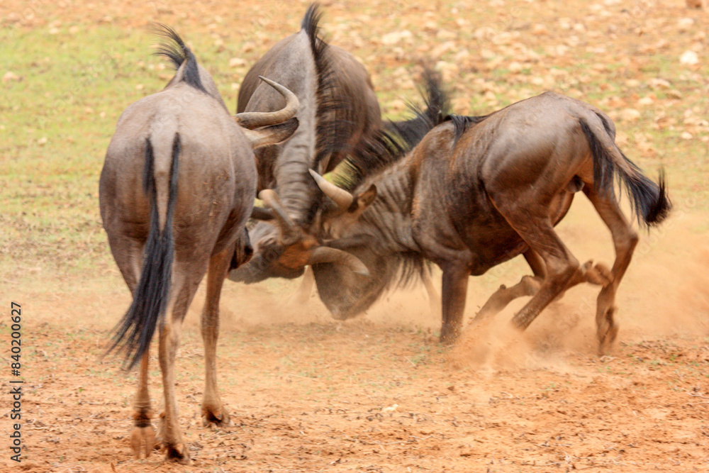 Obraz premium Kgalagadi Transfrontier Park one of the great parks of South Africa wildlife and hospitality in the Kalahari desert