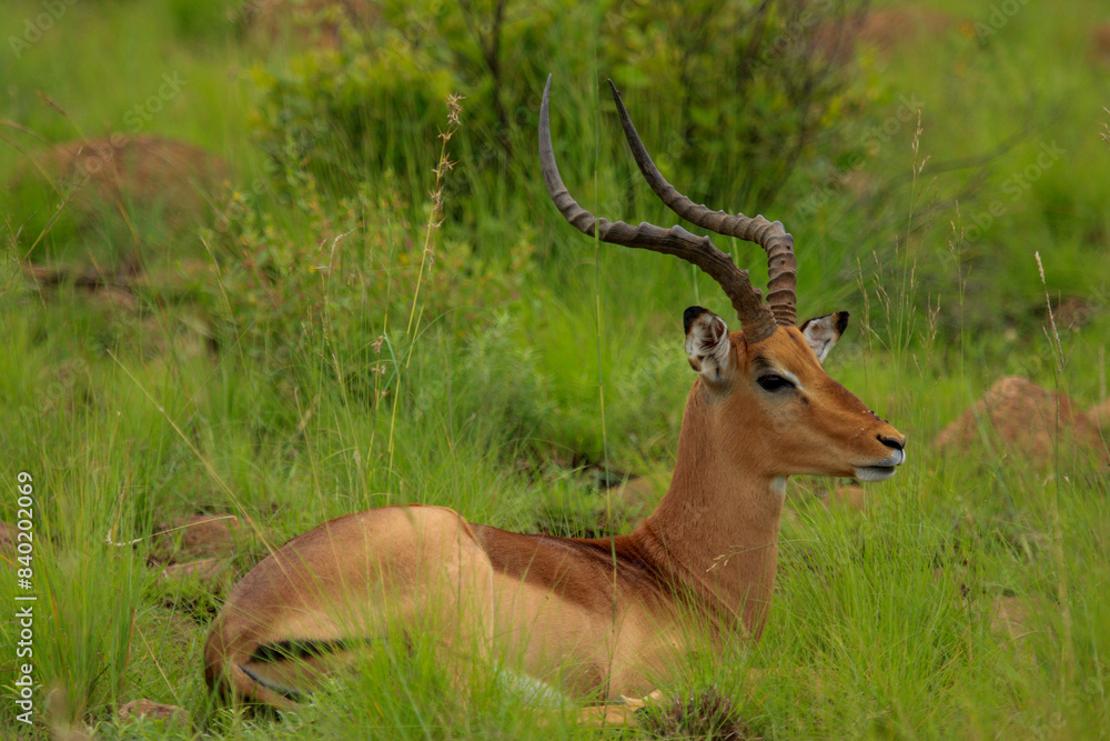 antilope Kgalagadi Transfrontier Park one of the great parks of South Africa wildlife and hospitality in the Kalahari desert antilope Kgalagadi Transfrontier Park one of the great parks of South Africa wildlife and hospitality in the Kalahari desert