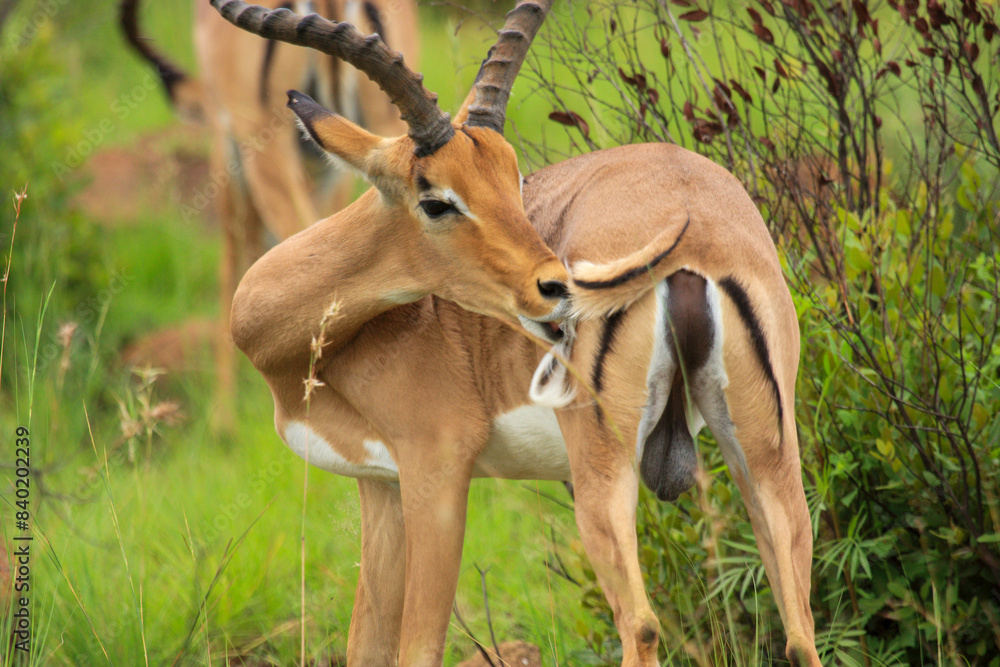 Kgalagadi Transfrontier Park one of the great parks of South Africa wildlife and hospitality in the Kalahari desert Kgalagadi Transfrontier Park one of the great parks of South Africa wildlife and hospitality in the Kalahari desert