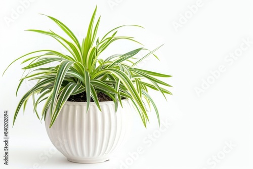 The spider plant is known for its long, curved green and white striped leaves. photo