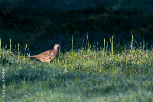 Jagdfasan Weibchen im Frühjahr in der Morgensonne photo