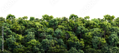 Fototapeta Naklejka Na Ścianę i Meble -  Lush green forest cut out