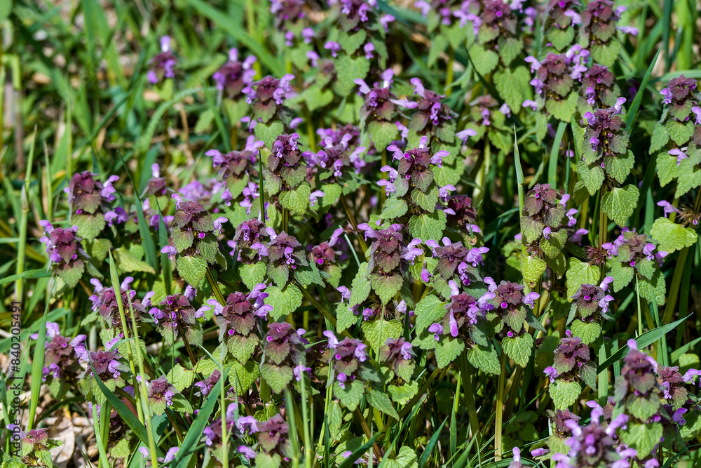 Purpurrote Taubnessel (Lamium purpureum) Purpurrote Taubnessel (Lamium purpureum)