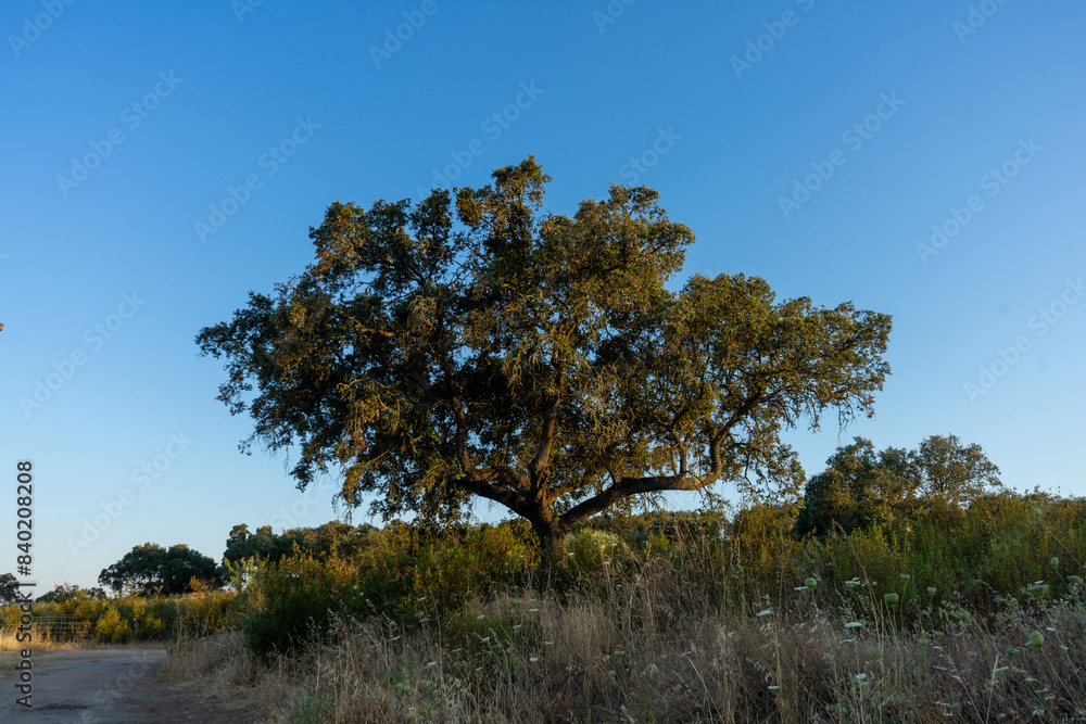 A majestic holm oak stands tall in the vast Alentejo plain, Portugal, with its wide canopy providing a striking contrast against the expansive, golden landscape. A majestic holm oak stands tall in the vast Alentejo plain, Portugal, with its wide canopy providing a striking contrast against the expansive, golden landscape.