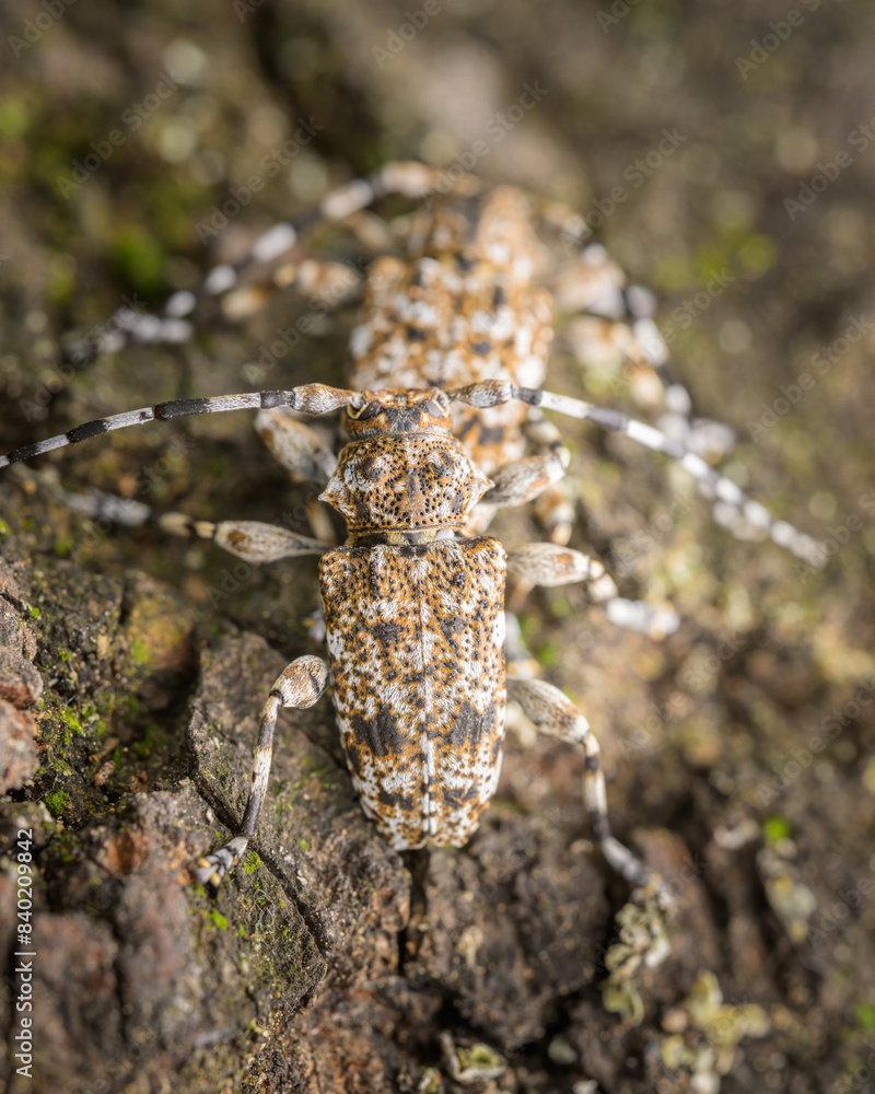 A pair of small longhorn beetles sitting on a piece of wood A pair of small longhorn beetles sitting on a piece of wood