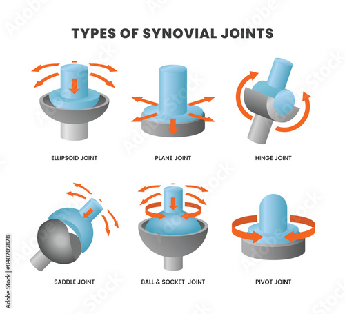 Different types of synovial joints movement classification for body diagram poster, Labeled educational anatomical division with ellipsoid, hinge, saddle, pivot and ball socket bone joints.