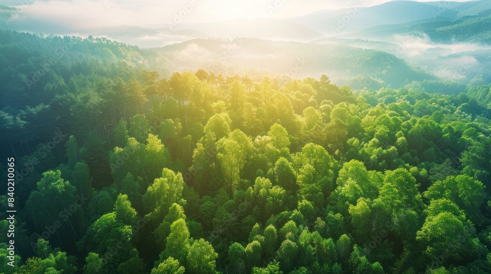 Nature sunrise, mountain trees and aerial view of the forrest and beautiful scenic in the outdoors. Drone and natural sunny landscape background of the wilderness environment for travel and scenery Nature sunrise, mountain trees and aerial view of the forrest and beautiful scenic in the outdoors. Drone and natural sunny landscape background of the wilderness environment for travel and scenery
