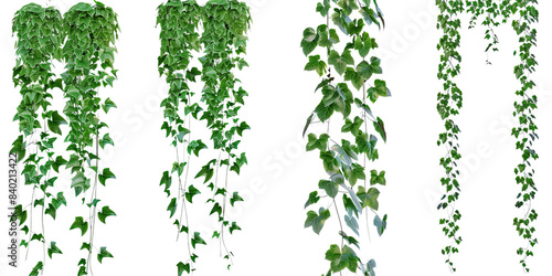 Wallpaper Mural Set of hanging green vines with lush foliage on a transparent background. Different types of trailing plants ideal for garden, decor, or botanical themes. Torontodigital.ca