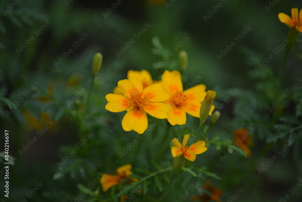 Orange blühende Blumen in ihrer natürlichen Umgebung Orange blühende Blumen in ihrer natürlichen Umgebung
