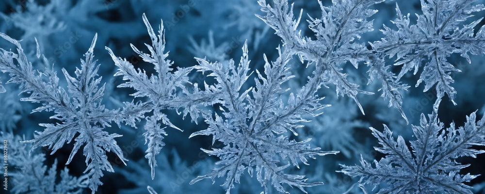 Close up of frost covered leaves in winter Close up of frost covered leaves in winter