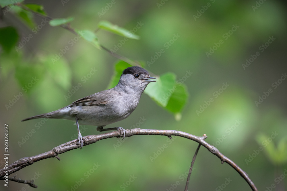 Bird - male Blackcap Sylvia atricapilla spring time, Poland Europe Bird - male Blackcap Sylvia atricapilla spring time, Poland Europe