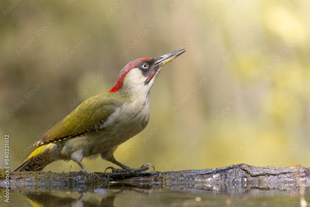 Fototapeta premium Bird - Green woodpecker Picus viridis on forest pond, bird drinking water, wildlife Poland Europe