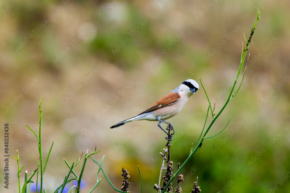 (Lanius collurio) standing on a plant in nature. (Lanius collurio) standing on a plant in nature.
