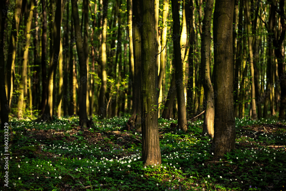 Flowering green forest with white flowers, spring nature background Flowering green forest with white flowers, spring nature background