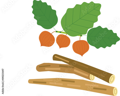 Ashwagandha vector illustration