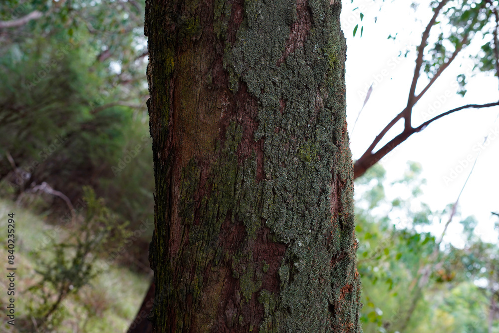 scenic shots of lush forest in Australia scenic shots of lush forest in Australia