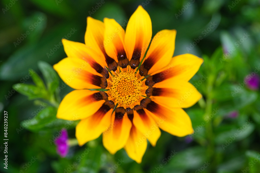 Nahaufnahme einer ganzjährigen gelben Sommerblume Nahaufnahme einer ganzjährigen gelben Sommerblume
