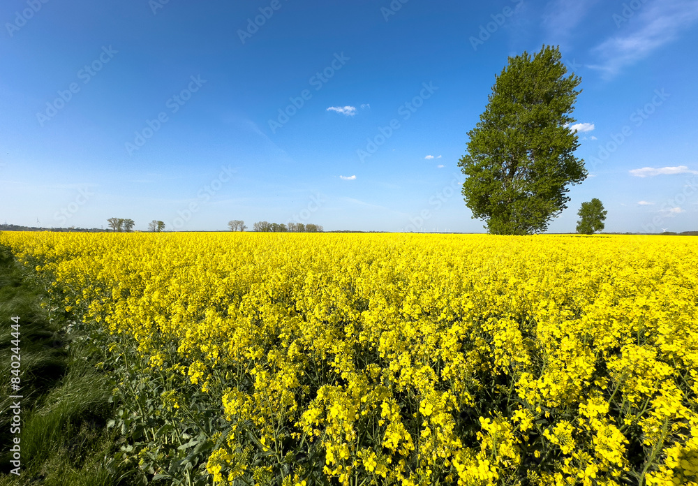 Obraz premium Single tree in a vibrant yellow rapeseed field in Poland