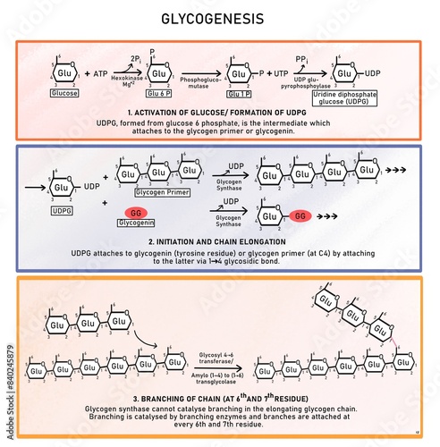 Glycogenesis- synthesis of glycogen from glucose
