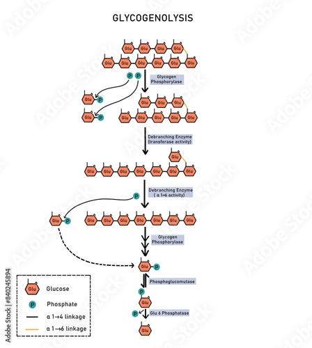 Glycogenolysis- breakdown of glycogen
