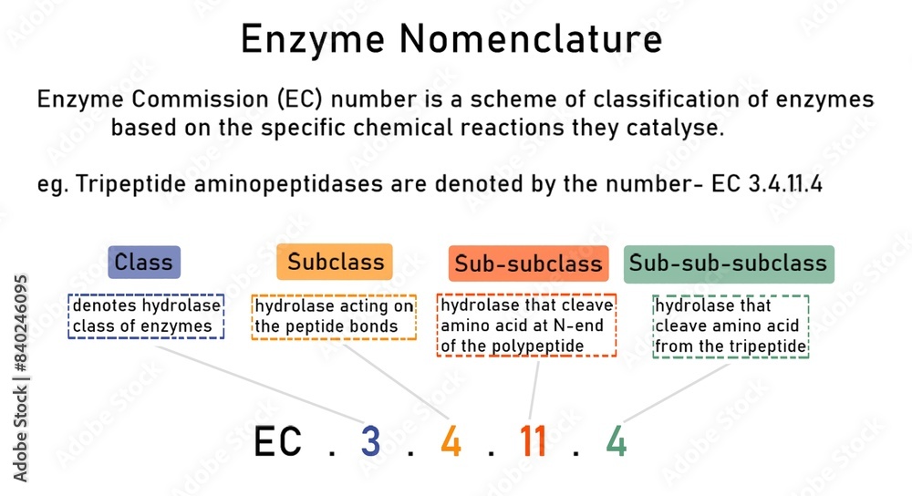 Nomenclature of enzymes where enzymes are given 4 numbers which denote a different enzyme characteristic.
Nomenclature of enzymes where enzymes are given 4 numbers which denote a different enzyme characteristic.