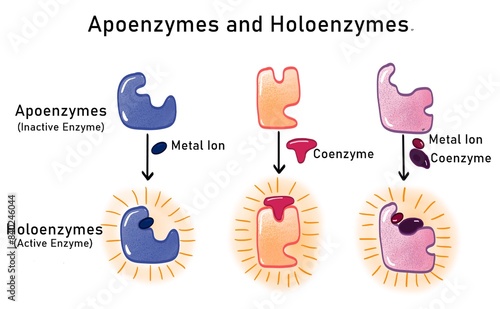 Apoenzyme and holoenzyme
