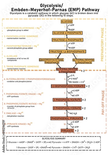 Glycolysis is the central pathway for the glucose catabolism in which glucose is converted into pyruvate. It is also called  Embden-Meyerhof-Parnas pathway and has 10 steps.