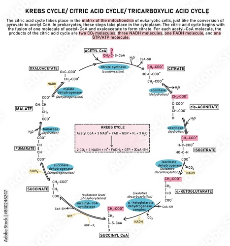 Krebs Cycle/ Citric Acid Cycle/ Tricarboxylic Acid Cycle (TCA cycle) is a loop of reactions that takes place in the matrix of the mitochondria of eukaryotic cells.