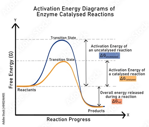 Activation energy diagram for enzyme catalysed reactions