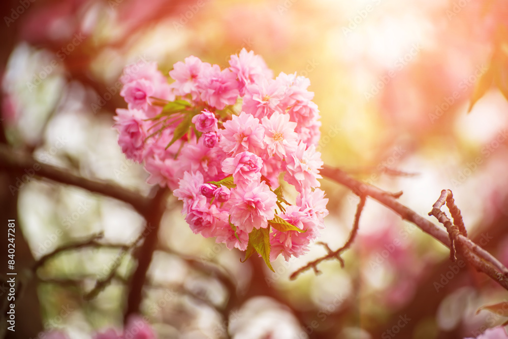Sakura flowers blooming, spring seasonal Easter background Sakura flowers blooming, spring seasonal Easter background