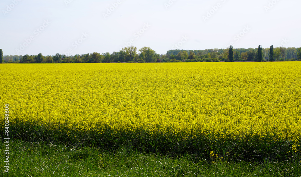 Yellow flowering rapeseed field cultural landscape Yellow flowering rapeseed field cultural landscape