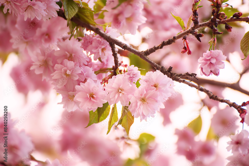 Sakura flowers blooming, spring seasonal Easter background Sakura flowers blooming, spring seasonal Easter background