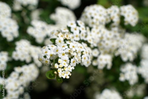 Spiraea vanhouttei Spiraea white flowering #840250892