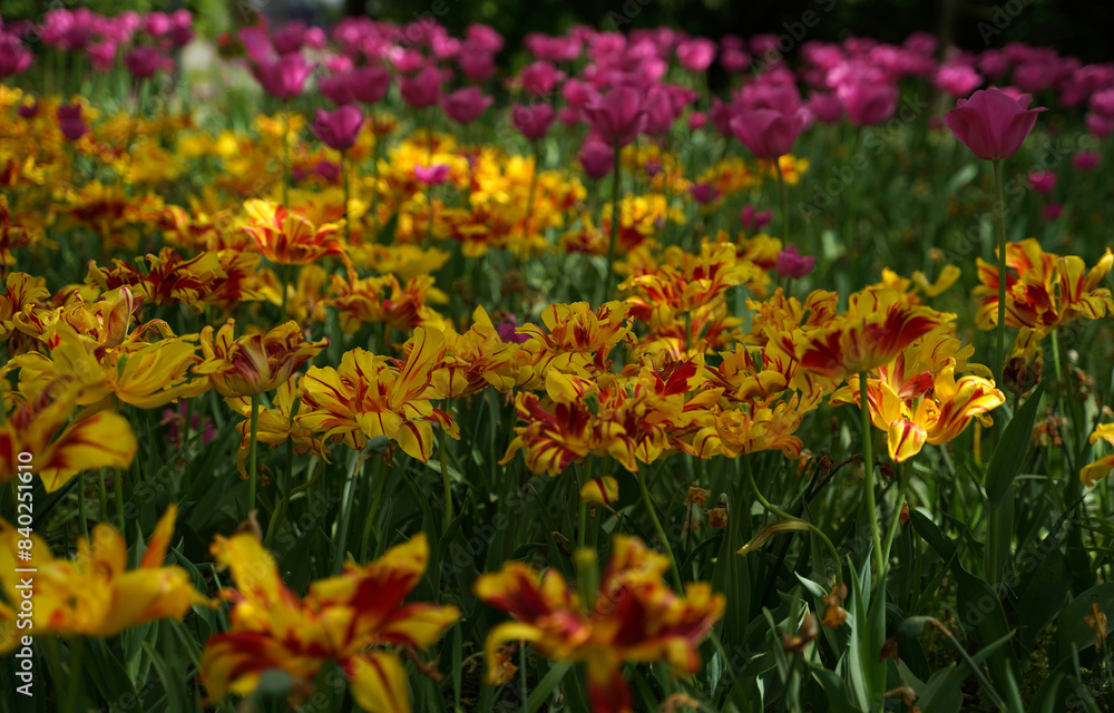 Blooming tulips in a tulip field Blooming tulips in a tulip field