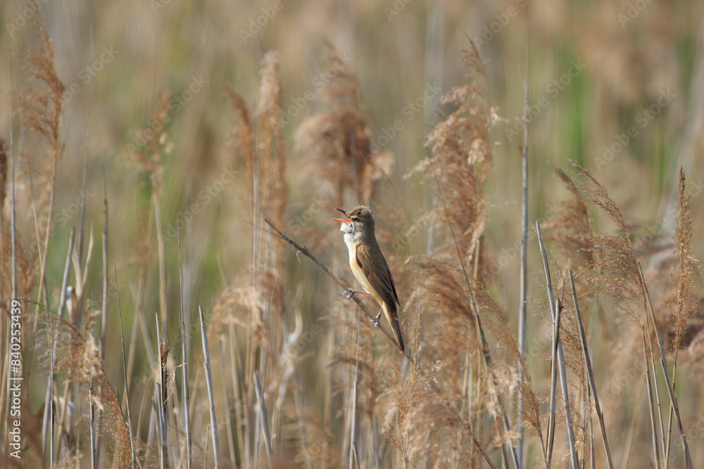 A small singing bird against the background of reeds A small singing bird against the background of reeds