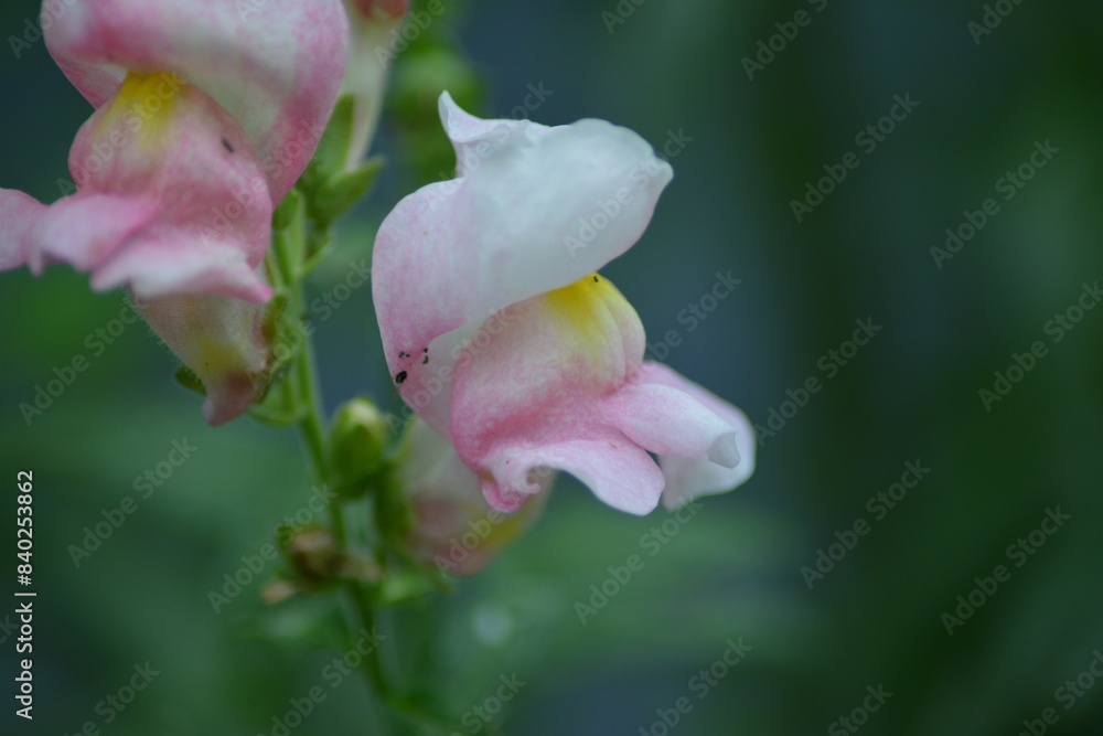 Nahaufnahme einer pink blühenden Blume in ihrer Natur Nahaufnahme einer pink blühenden Blume in ihrer Natur