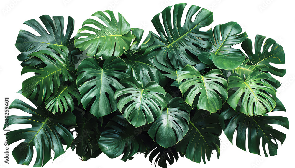 Lush green monstera leaves forming a natural pattern, ideal for nature, botanical, and tropical-themed isolated on transparent background Lush green monstera leaves forming a natural pattern, ideal for nature, botanical, and tropical-themed isolated on transparent background