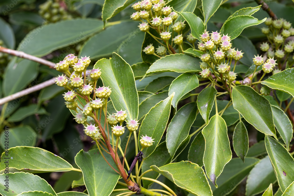 Obraz premium HOJAS VERDES. FRUTO. ÁRBOL DE LA RUEDA. DETALLE. TROCHODENDRON.