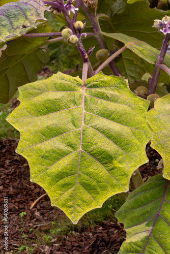 DETALLE DE HOJA. NARANJILLA,
