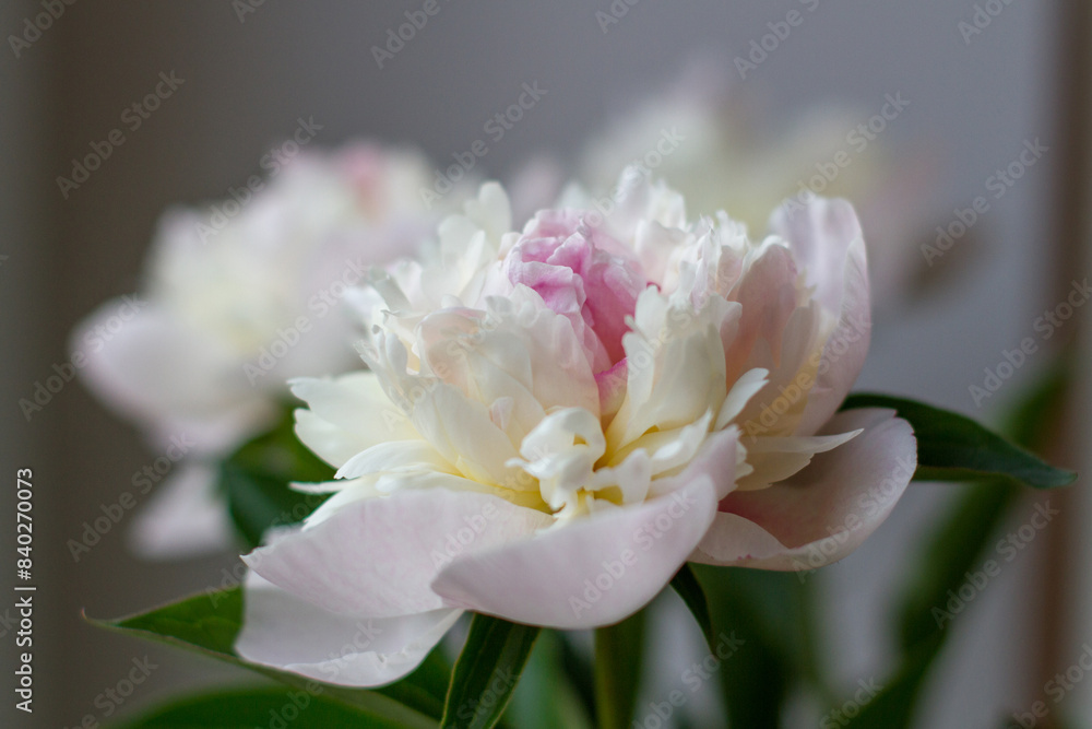 White and pink peonies White and pink peonies