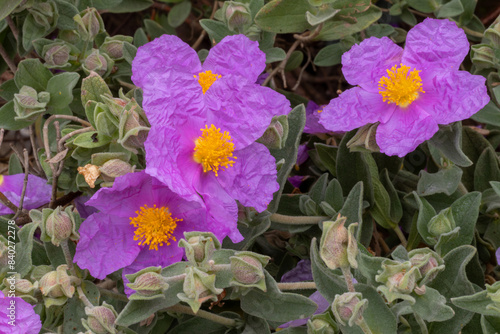 FLORES DE JARA BLANCA. CISTUS ALBIDUS.