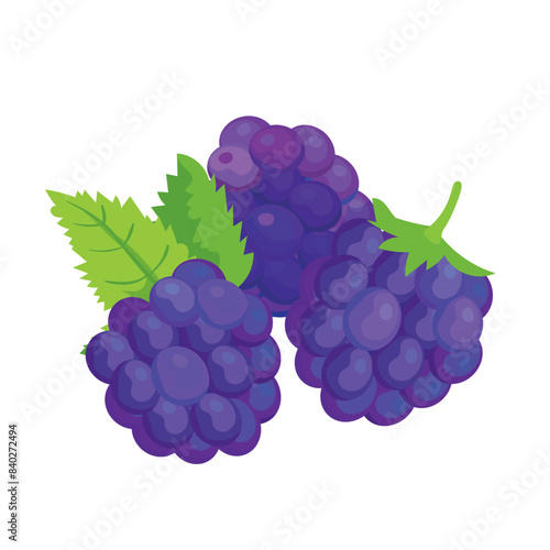 Botanic illustration of blackberries with leaves isolated