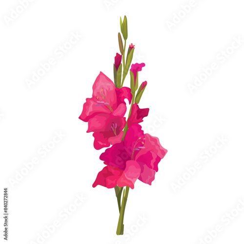 Botanic illustration of beautiful red gladiolus flowers