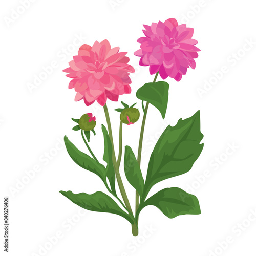 Botanic illustration of beautiful large peonies isolated