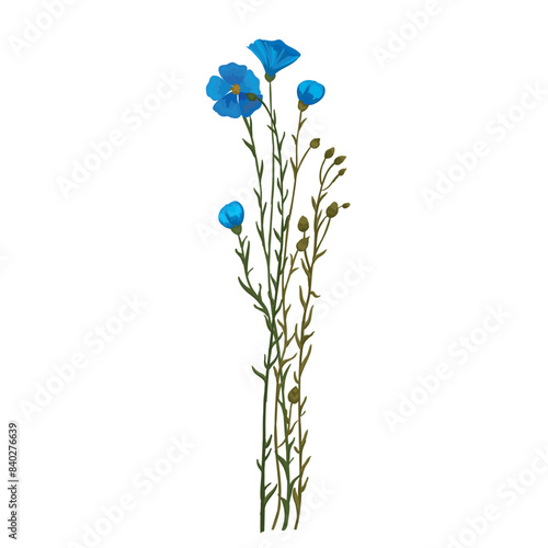 Botanic illustration tall branches of blue flax
